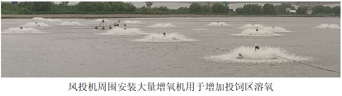 風(fēng)投機周圍安裝大量增氧機用于增加投飼區(qū)溶氧.png 風(fēng)投機周圍安裝大量增氧機用于增加投飼區(qū)溶氧.png